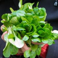 Feldsalat