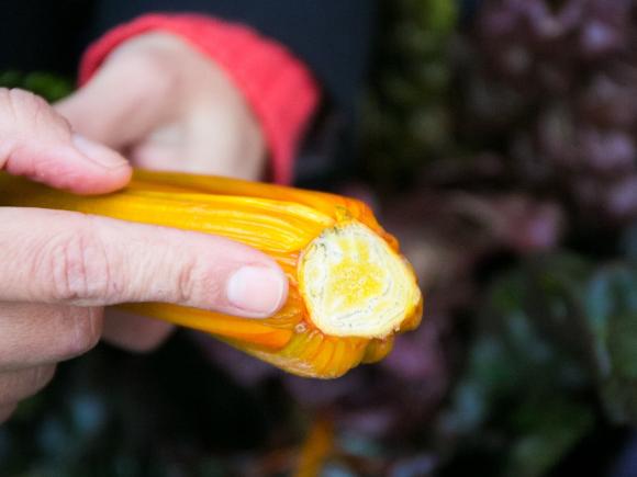 Finger zeigt auf ein frische Schnittstelle von Mangold