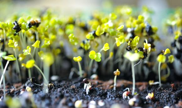 Microgreens: Rucola-Sprossen
