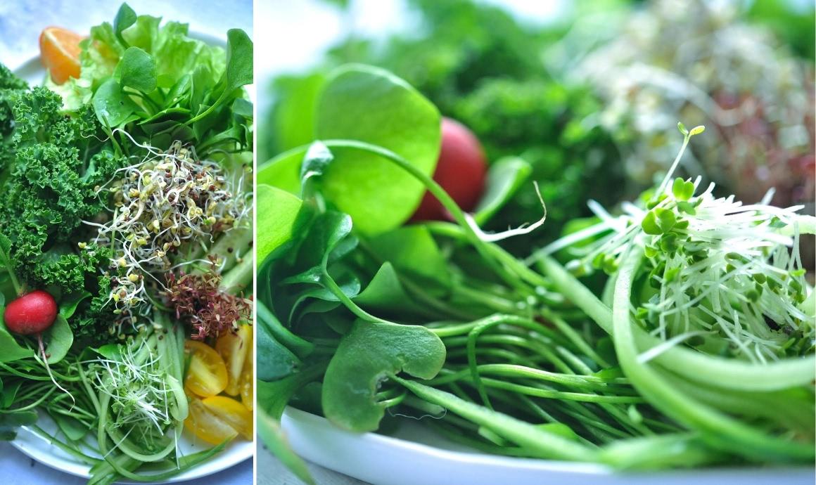 Salat mit jeder Menge Microgreens und Sprossen