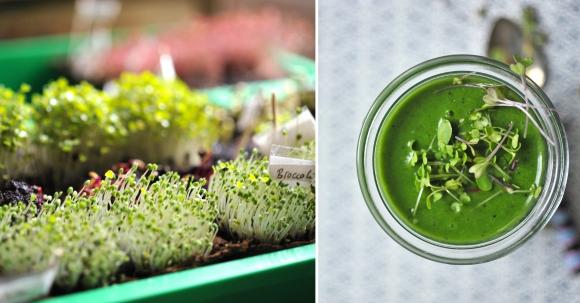 Microgreens und Sprossen für Smoothies und Säfte züchten
