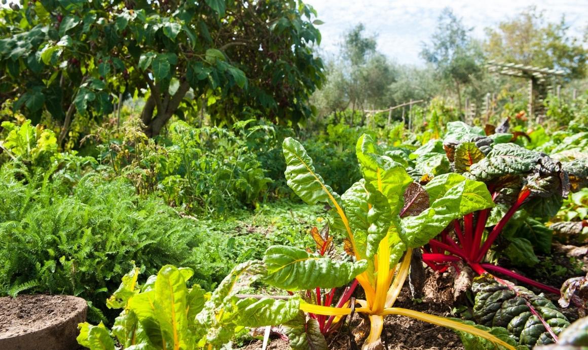 Garten mit Mangold, Salaten und Spinat