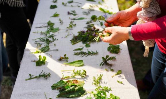 Ergebnisse der Wildkräutersammlung werden diskutiert und erklärt.