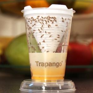 Trapango-Fangtrichter mit Fruchtfliegen